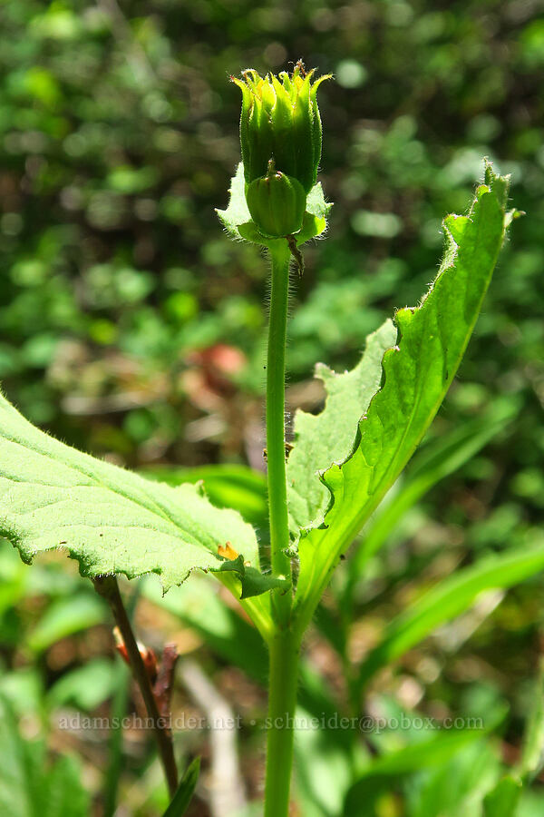 broad-leaf arnica, budding (Arnica latifolia) [Hamilton Mountain, Beacon Rock State Park, Skamania County, Washington]