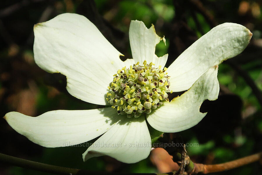 Pacific dogwood (Cornus nuttallii) [Hamilton Mountain, Beacon Rock State Park, Skamania County, Washington]