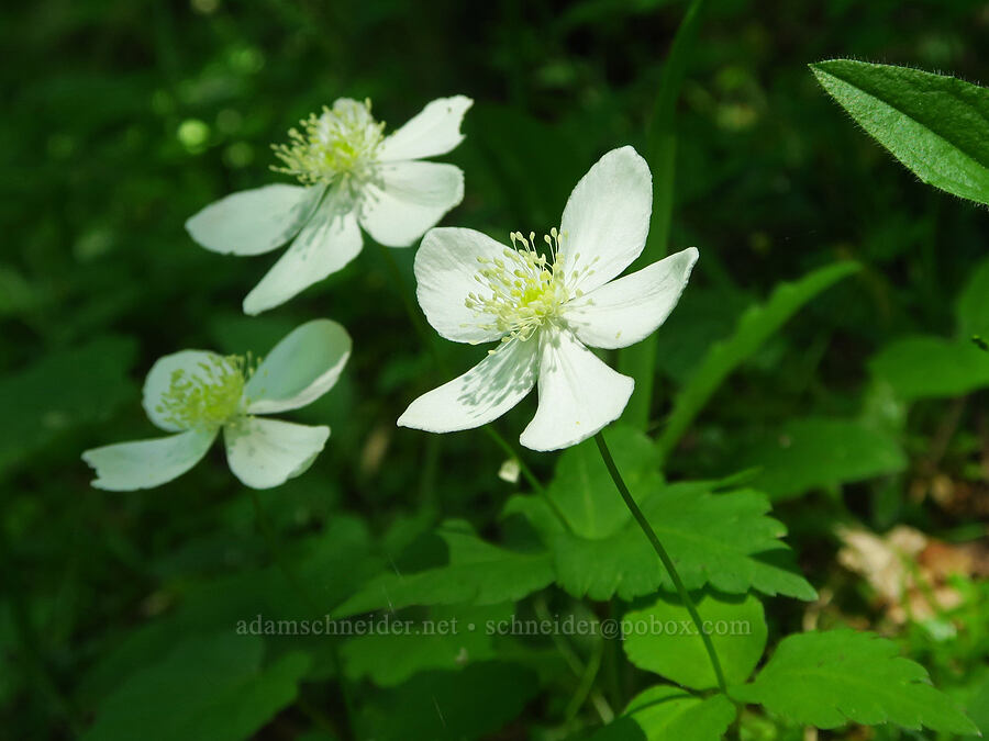Columbia windflowers (Anemone deltoidea (Anemonastrum deltoideum)) [Hamilton Mountain, Beacon Rock State Park, Skamania County, Washington]