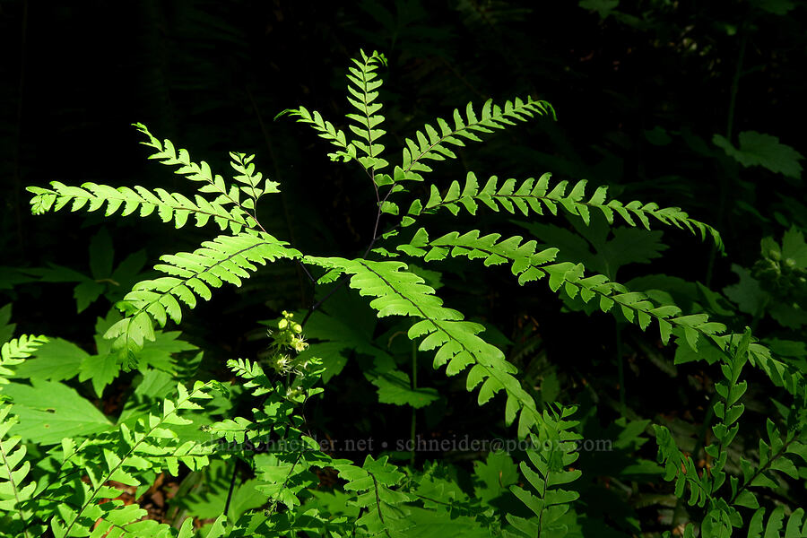 maiden-hair fern (Adiantum aleuticum) [Hamilton Mountain, Beacon Rock State Park, Skamania County, Washington]