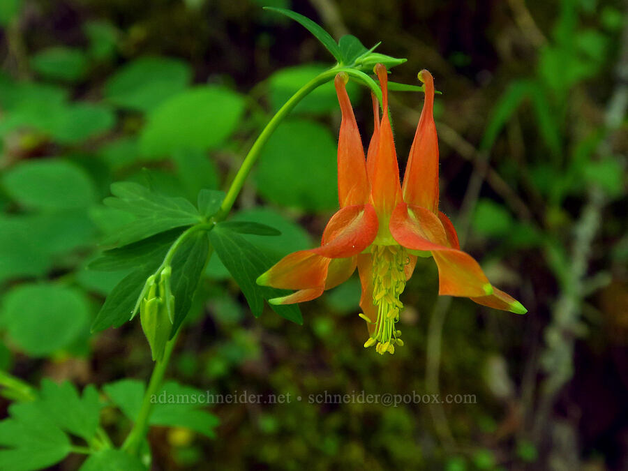 western columbine (Aquilegia formosa) [Hamilton Mountain, Beacon Rock State Park, Skamania County, Washington]