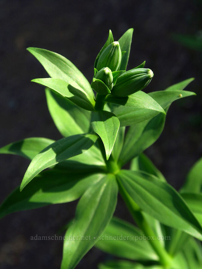 Columbia tiger lily, budding (Lilium columbianum) [Hamilton Mountain, Beacon Rock State Park, Skamania County, Washington]
