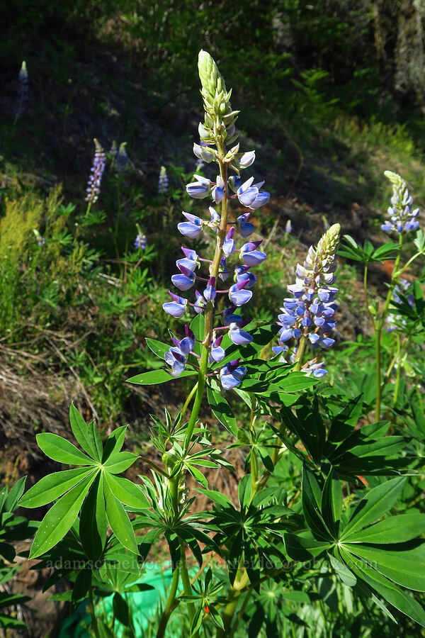 big-leaf lupine (Lupinus polyphyllus) [Duncan Creek Road, Skamania County, Washington]