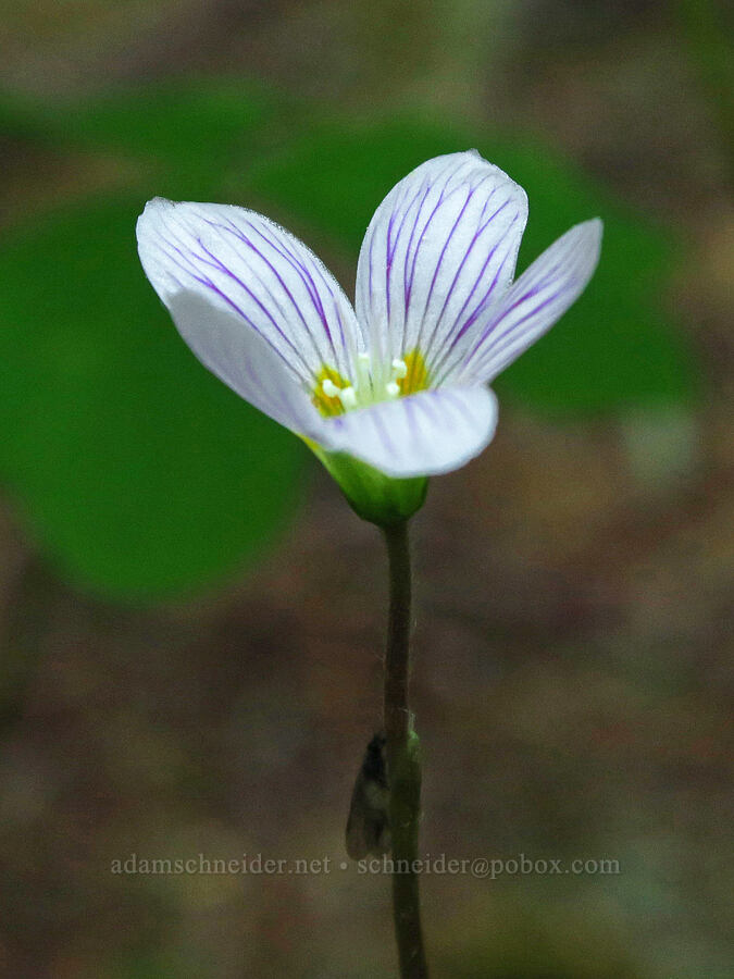 redwood sorrel (Oxalis oregana) [Nellie Corser Wildlife Area, Skamania County, Washington]