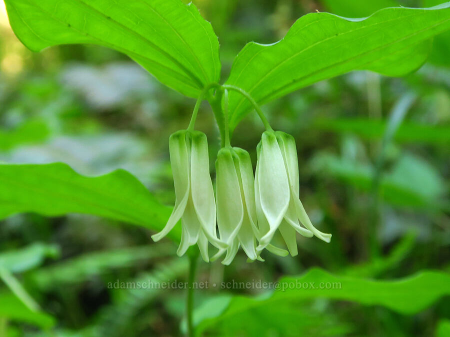 Smith's fairy-bells (Prosartes smithii (Disporum smithii)) [Nellie Corser Wildlife Area, Skamania County, Washington]