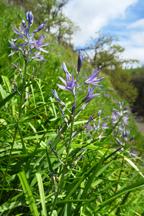 camas (Camassia sp.) [Mineral Springs Wildlife Area, Klickitat County, Washington]