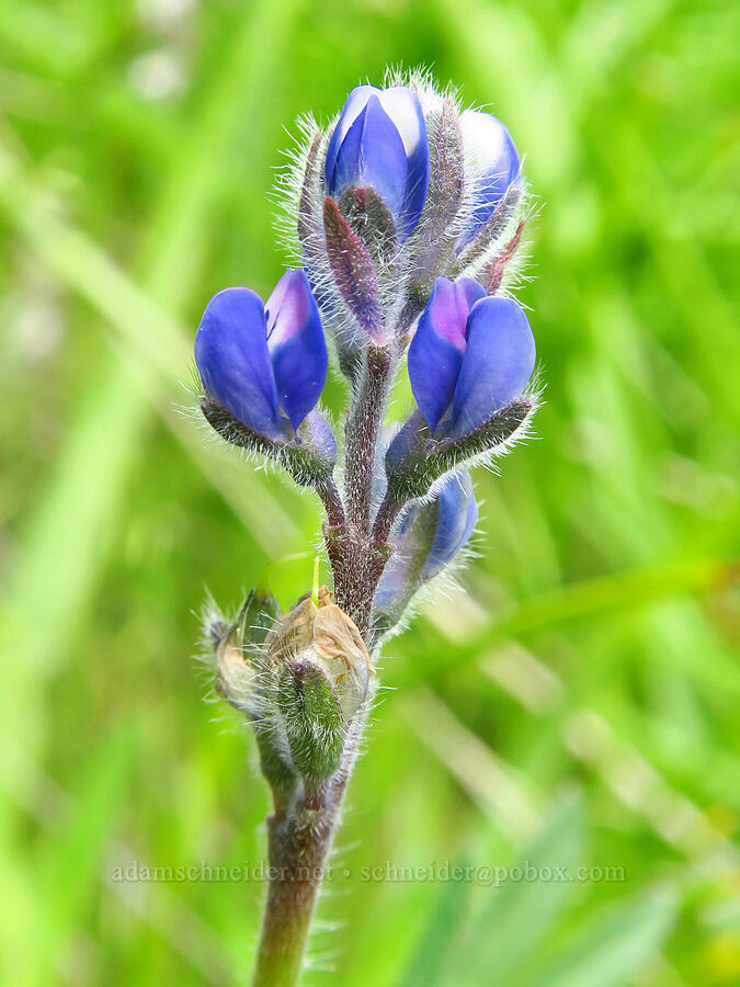 miniature lupine (Lupinus bicolor (Lupinus micranthus var. bicolor)) [Mineral Springs Wildlife Area, Klickitat County, Washington]