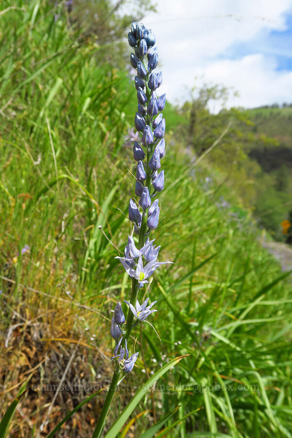 weird narrow camas (Camassia sp.) [Mineral Springs Wildlife Area, Klickitat County, Washington]