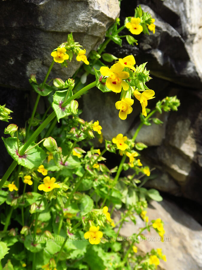 big-nose monkeyflower (Erythranthe nasuta (Mimulus guttatus var. nasutus)) [Mineral Springs Wildlife Area, Klickitat County, Washington]