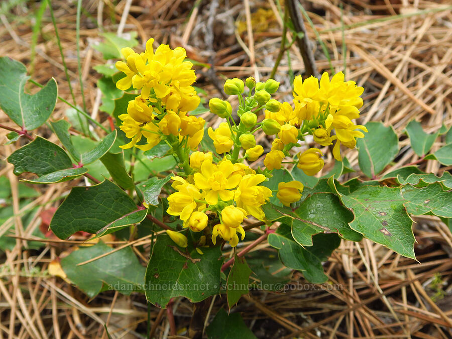 creeping Oregon-grape (Mahonia repens (Berberis repens)) [Soda Springs Wildlife Area, Klickitat County, Washington]