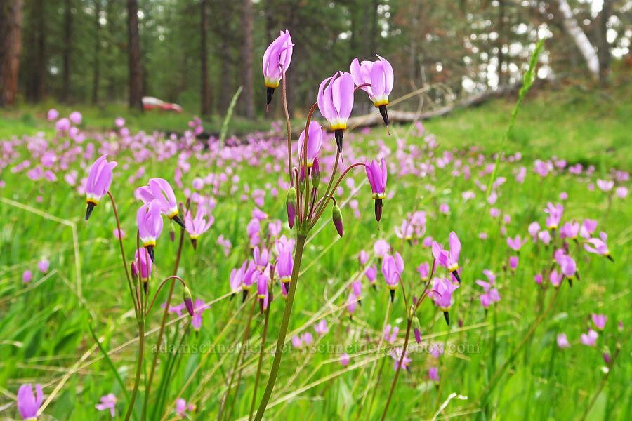 poet's shooting-stars (Dodecatheon poeticum (Primula poetica)) [Soda Springs Wildlife Area, Klickitat County, Washington]