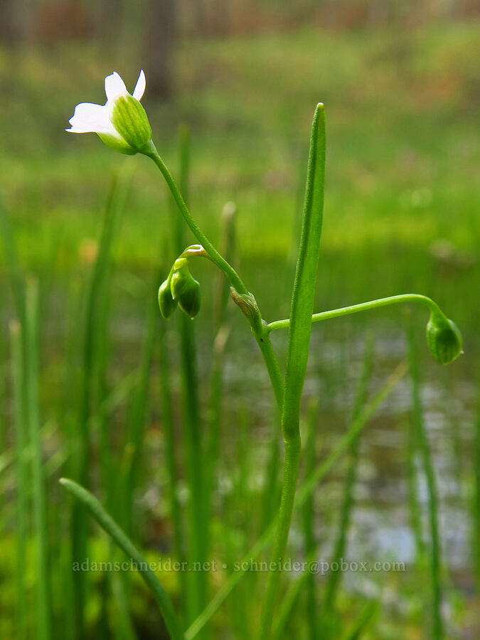 line-leaf montia (Montia linearis (Claytonia linearis)) [Soda Springs Wildlife Area, Klickitat County, Washington]