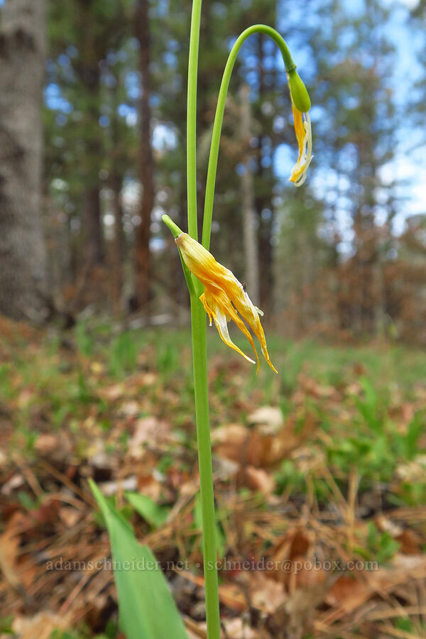glacier lily, fading (Erythronium grandiflorum) [Soda Springs Wildlife Area, Klickitat County, Washington]