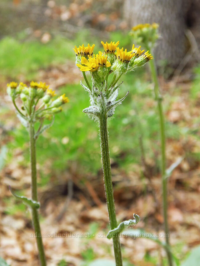 western groundsel (Senecio integerrimus) [Soda Springs Wildlife Area, Klickitat County, Washington]