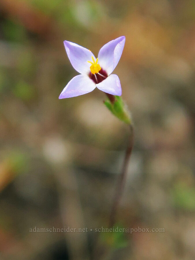 Bolander's linanthus with 4 petals (Leptosiphon bolanderi (Linanthus bakeri)) [Soda Springs Wildlife Area, Klickitat County, Washington]