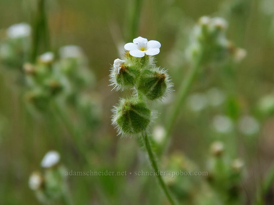 cryptantha or popcorn flower [Soda Springs Wildlife Area, Klickitat County, Washington]