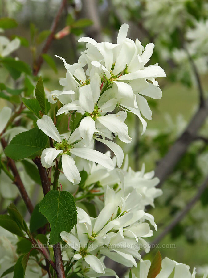 serviceberry flowers (Amelanchier alnifolia) [Soda Springs Wildlife Area, Klickitat County, Washington]