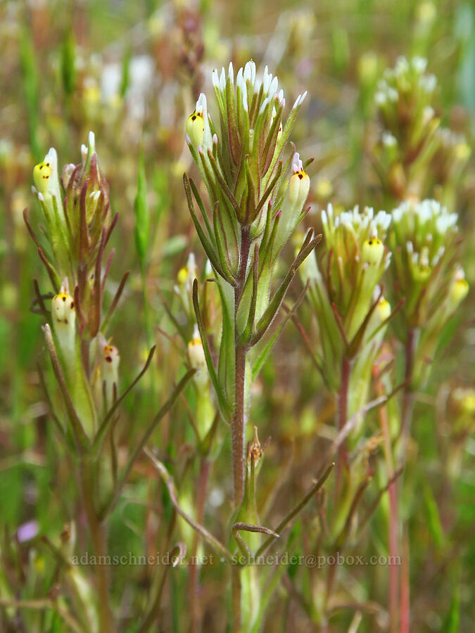 narrow-leaf owl's-clover/paintbrush (Castilleja attenuata (Orthocarpus attenuatus)) [Soda Springs Wildlife Area, Klickitat County, Washington]