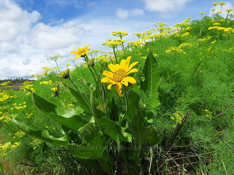 balsamroot & Klickitat desert parsley (Balsamorhiza sp., Lomatium klickitatense (Lomatium grayi)) [Soda Springs Wildlife Area, Klickitat County, Washington]