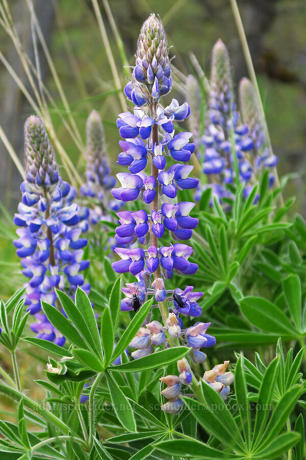 lupines (Lupinus sp.) [Soda Springs Wildlife Area, Klickitat County, Washington]