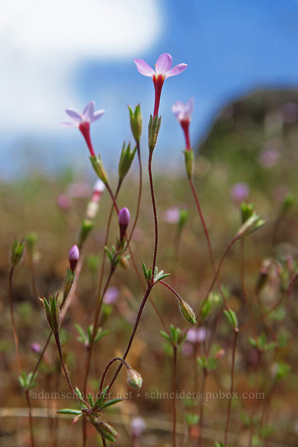 Bolander's linanthus (Leptosiphon bolanderi (Linanthus bakeri)) [Soda Springs Wildlife Area, Klickitat County, Washington]