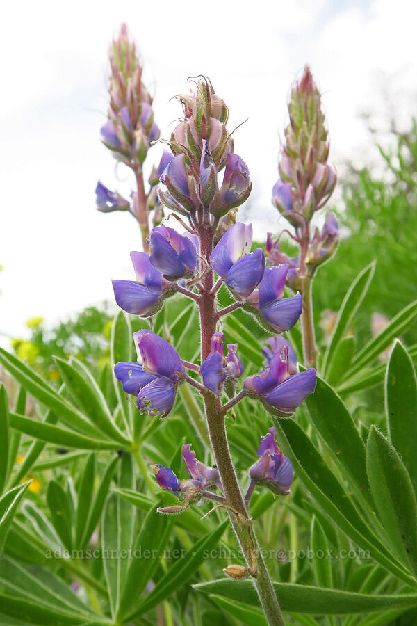 lupines (Lupinus sp.) [Soda Springs Wildlife Area, Klickitat County, Washington]