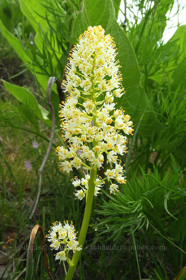 panicled death-camas (Toxicoscordion paniculatum (Zigadenus paniculatus)) [Soda Springs Wildlife Area, Klickitat County, Washington]