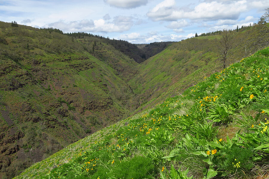 Canyon Creek's canyon (and balsamroot) (Balsamorhiza sp.) [Soda Springs Wildlife Area, Klickitat County, Washington]