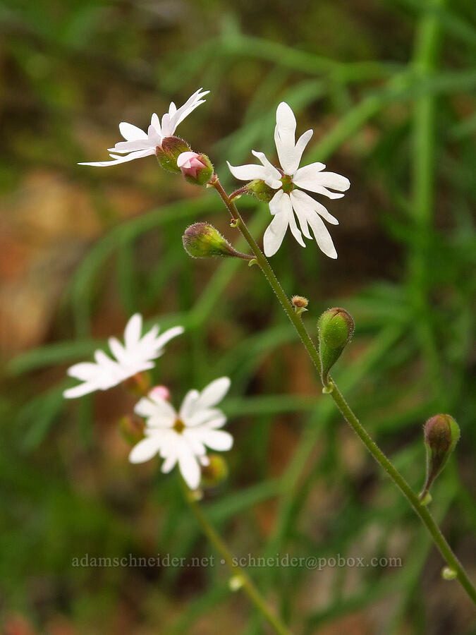 woodland stars (Lithophragma parviflorum) [Soda Springs Wildlife Area, Klickitat County, Washington]