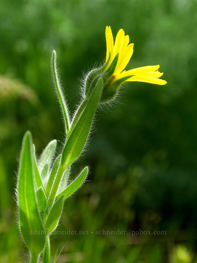 tarweed (Madia elegans) [Soda Springs Wildlife Area, Klickitat County, Washington]