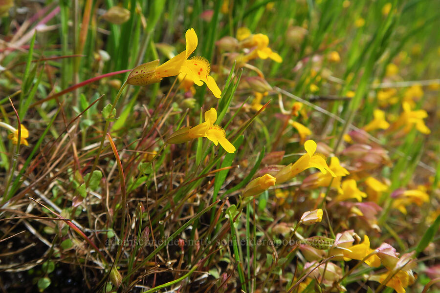 little-leaf monkeyflowers (Erythranthe microphylla (Mimulus microphyllus)) [Soda Springs Wildlife Area, Klickitat County, Washington]