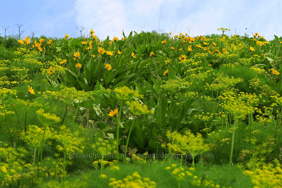 balsamroot & Klickitat desert parsley (Balsamorhiza sp., Lomatium klickitatense (Lomatium grayi)) [Soda Springs Wildlife Area, Klickitat County, Washington]