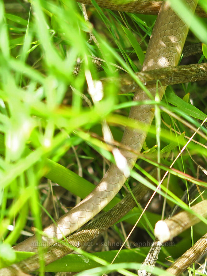 western yellow-bellied racer (snake) (Coluber constrictor mormon) [Soda Springs Wildlife Area, Klickitat County, Washington]