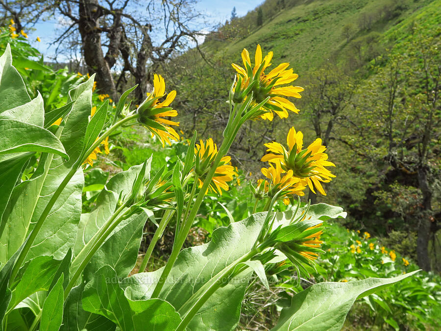 Carey's balsamroot (Balsamorhiza careyana) [Soda Springs Wildlife Area, Klickitat County, Washington]