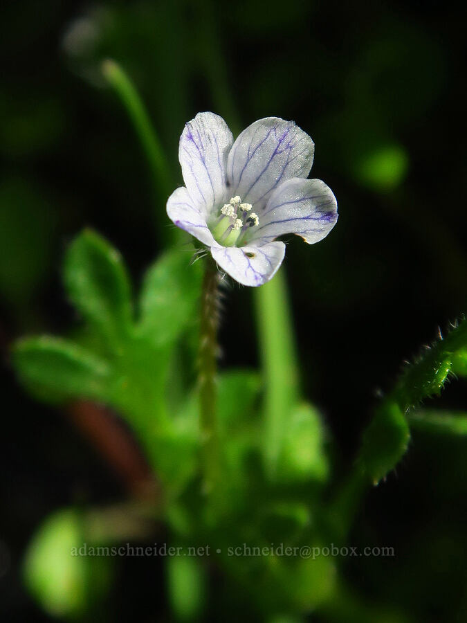 meadow nemophila (Nemophila pedunculata) [Soda Springs Wildlife Area, Klickitat County, Washington]