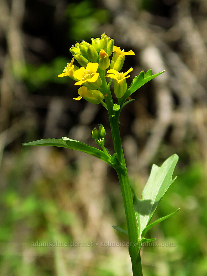 American winter-cress (Barbarea orthoceras) [Soda Springs Wildlife Area, Klickitat County, Washington]