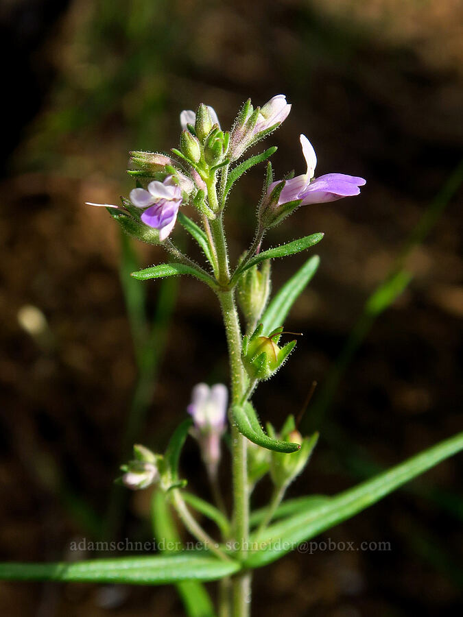 sticky blue-eyed-Mary (Collinsia rattanii) [Soda Springs Wildlife Area, Klickitat County, Washington]