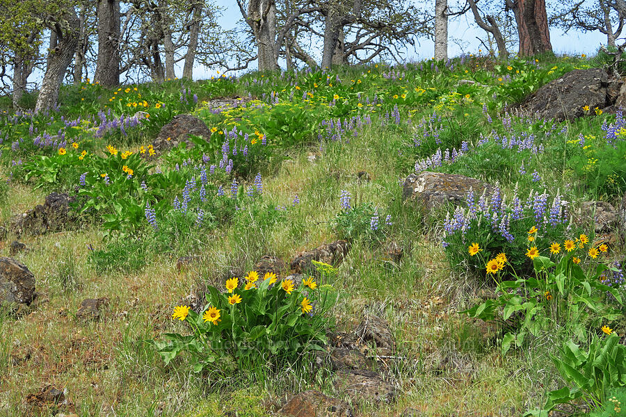 balsamroot & lupines (Balsamorhiza sp., Lupinus sp.) [Soda Springs Wildlife Area, Klickitat County, Washington]