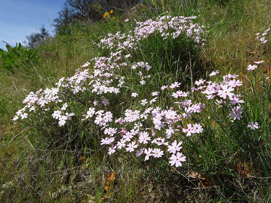 showy phlox (Phlox speciosa) [Soda Springs Wildlife Area, Klickitat County, Washington]