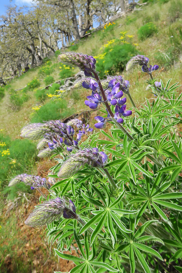 droopin' lupine (Lupinus sp.) [Soda Springs Wildlife Area, Klickitat County, Washington]