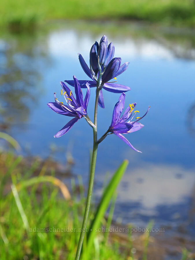 camas (Camassia quamash) [Soda Springs Wildlife Area, Klickitat County, Washington]