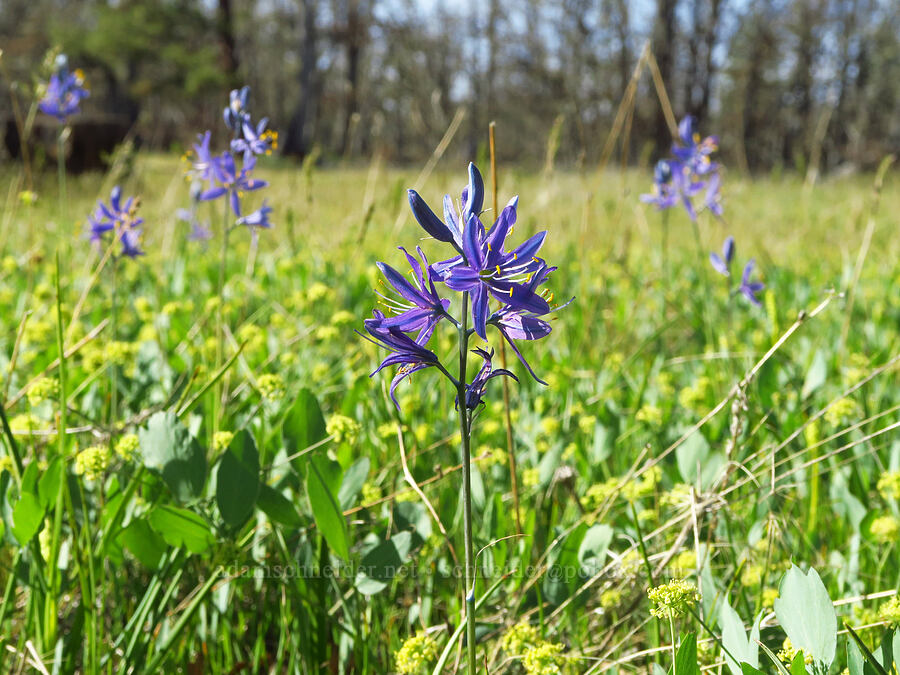 camas & bare-stem desert parsley (Camassia quamash, Lomatium nudicaule) [Soda Springs Wildlife Area, Klickitat County, Washington]
