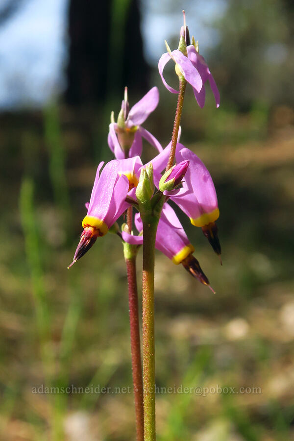 Cusick's shooting-stars (Dodecatheon cusickii (Primula pauciflora var. cusickii)) [Soda Springs Wildlife Area, Klickitat County, Washington]