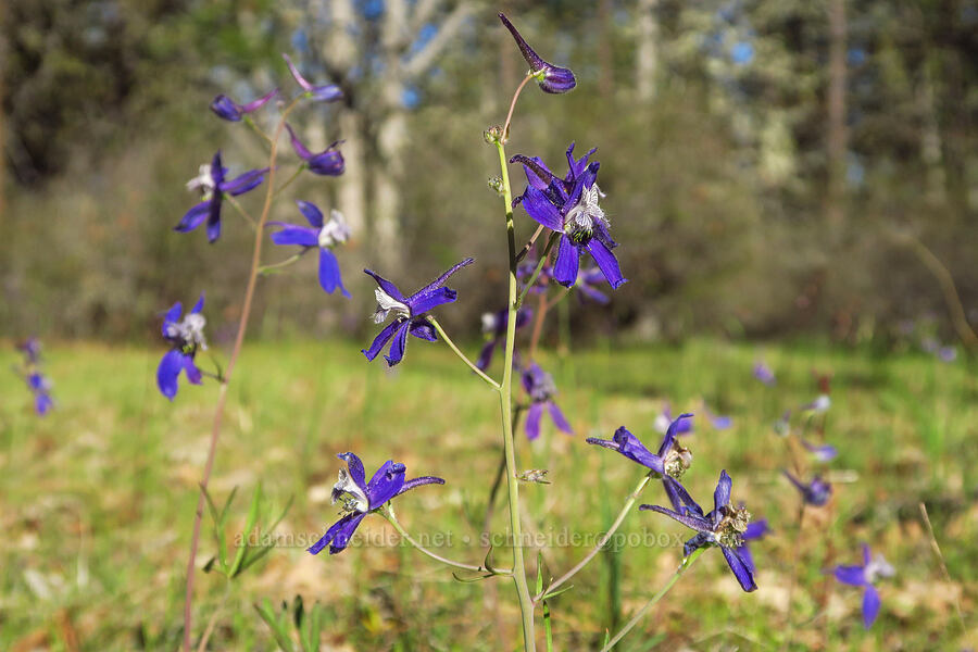 upland larkspur (Delphinium nuttallianum) [Soda Springs Wildlife Area, Klickitat County, Washington]