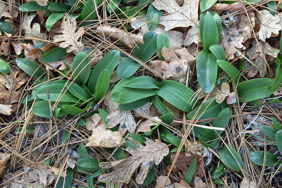 big patch of rein orchids (Platanthera sp.) [Soda Springs Wildlife Area, Klickitat County, Washington]