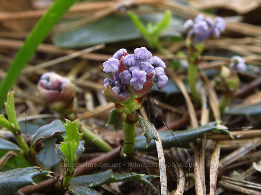 mahala mat, budding (Ceanothus prostratus) [Soda Springs Wildlife Area, Klickitat County, Washington]