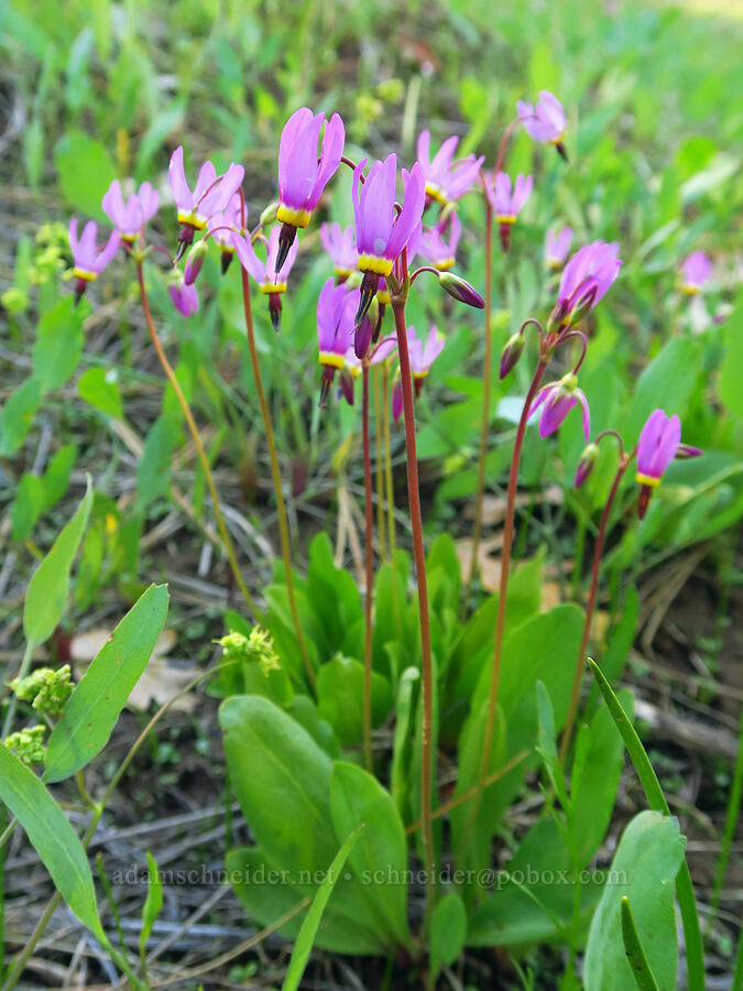 poet's shooting-stars (Dodecatheon poeticum (Primula poetica)) [Canyon Creek Campground, Klickitat County, Washington]