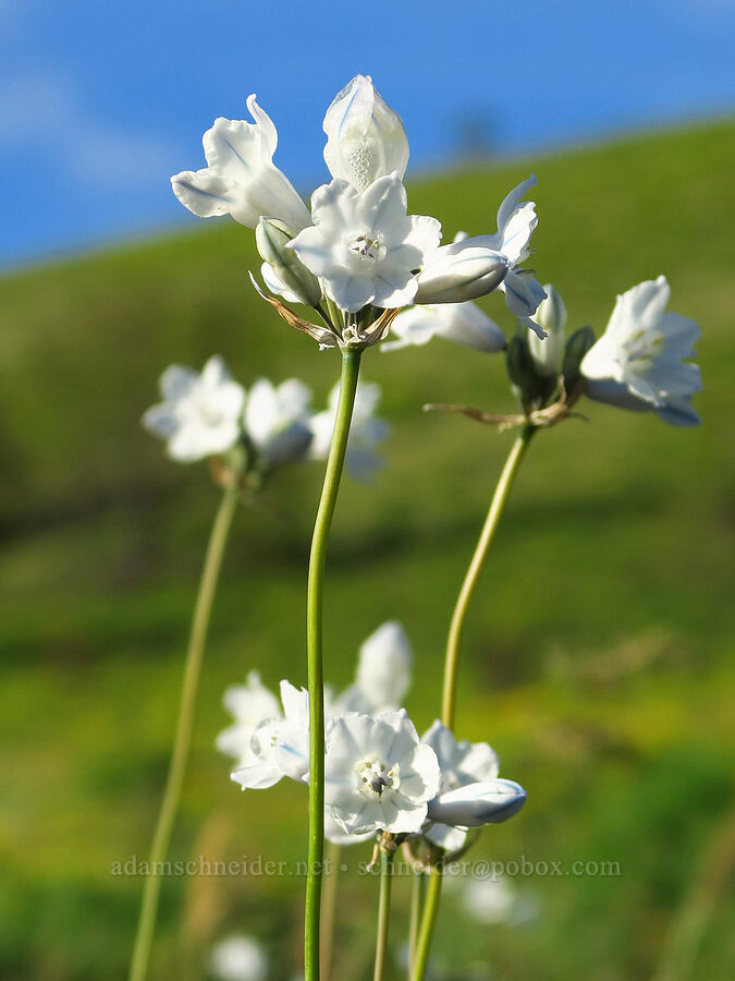 bi-colored cluster lilies (Triteleia grandiflora var. howellii (Brodiaea bicolor)) [Glenwood Highway, Klickitat County, Washington]