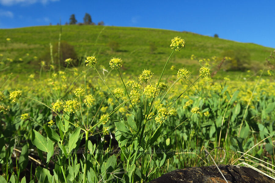bare-stem desert parsley (Lomatium nudicaule) [Glenwood Highway, Klickitat County, Washington]