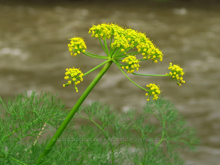 Klickitat desert parsley (Lomatium klickitatense (Lomatium grayi)) [Champion Road, Klickitat County, Washington]